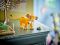 LEGO Constructor Disney Classic Simba the lion king cub